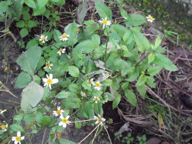 Bidens pilosa